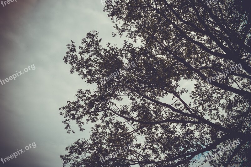 Branch Sky Depression The Branch Of A Tree Free Photos