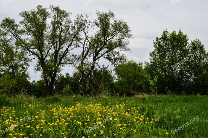 Field Meadow Nature Summer Clouds