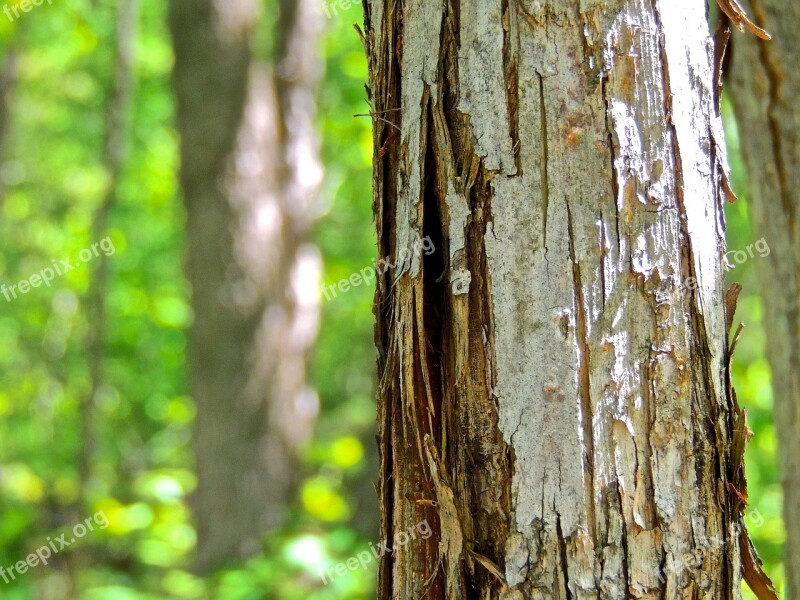 Bark Tree Bark Tree Wood Pattern