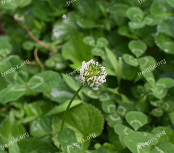 White Clover Clover Blossom Flower Bloom