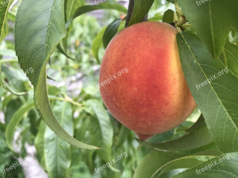 Peach Tree Fruit Leaves Branch