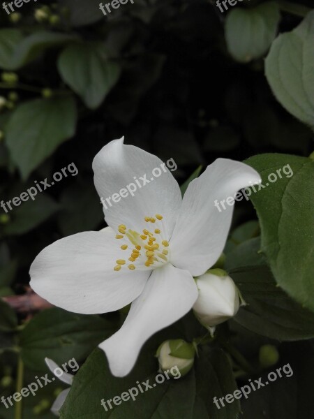 Jasmine Flower White Flower Nature Garden