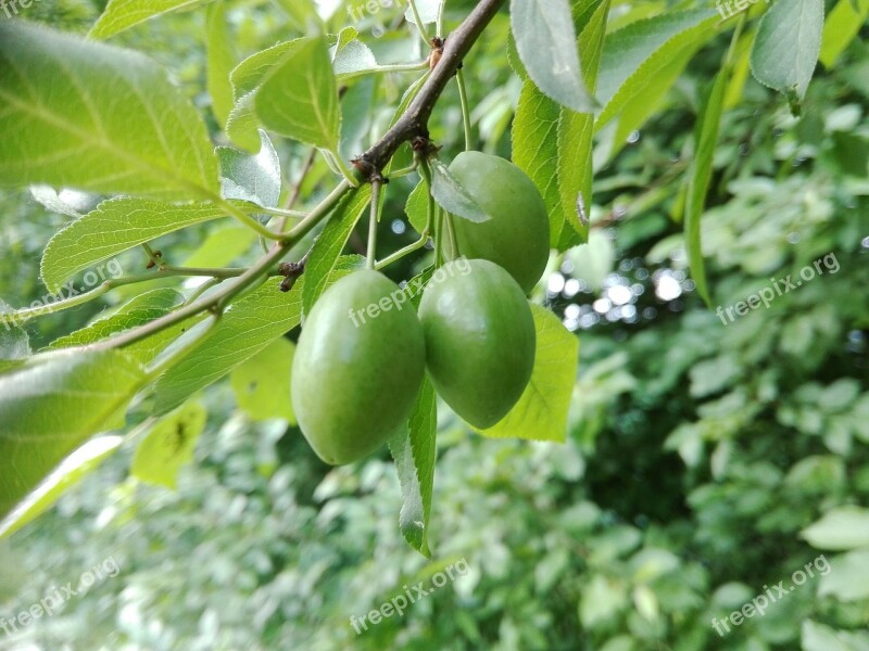 Fruit Maturation Nature Fruiting Tree Green