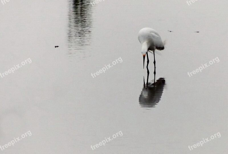 Heron Lake Wild Nature Bird