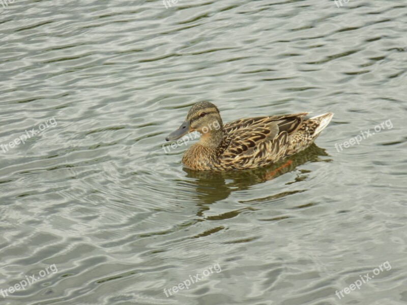 Duck River Wild Ducks Waterfowl Water