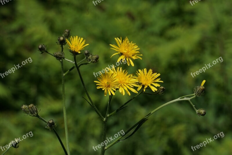 Wild Flower Yellow Yellow Wild Flowers Yellow Flowers Flowers