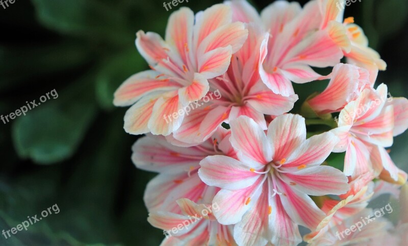 Pink Petal Surgery Pistil Flowers