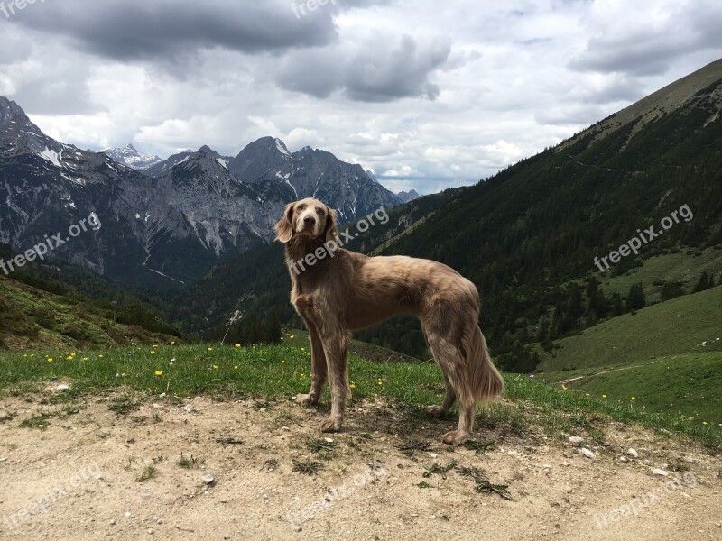 Mountains Hiking Dog Natu Weimaraner