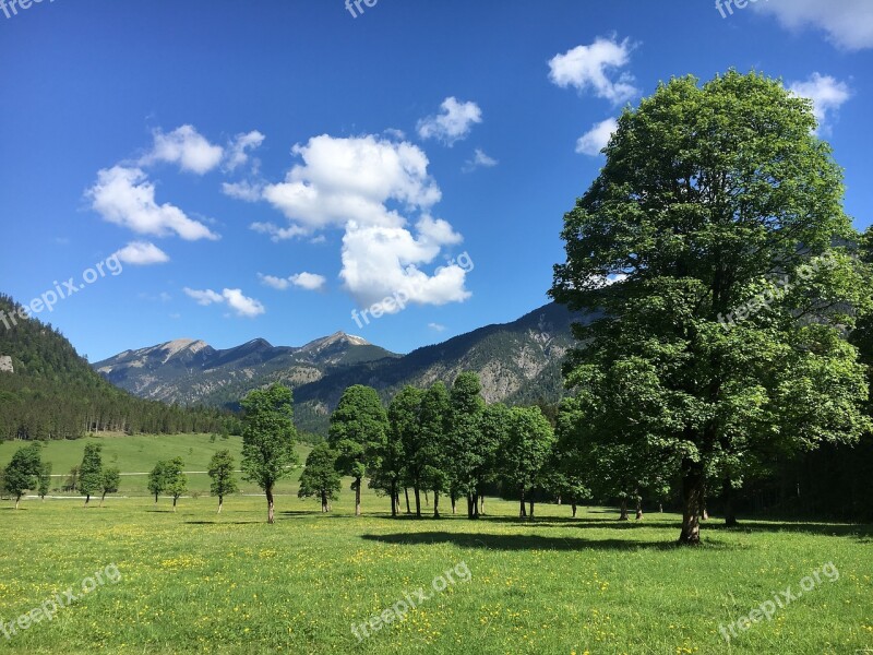 Maple Trees Austria Mountains Hiking Bloom