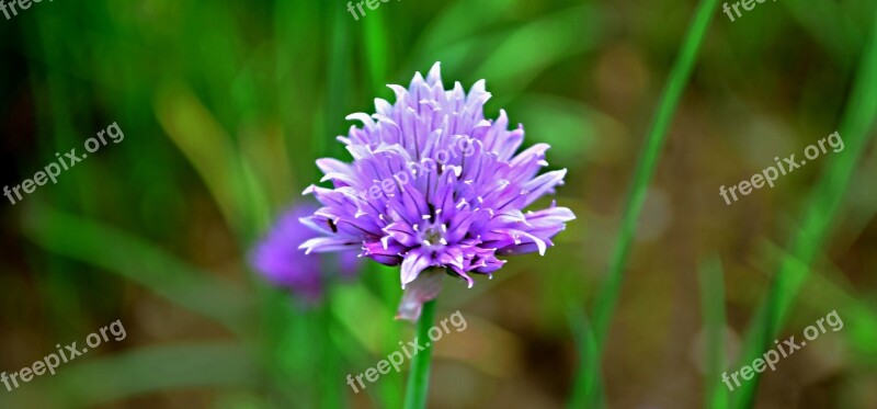 Field Bloom Meadow Free Photos