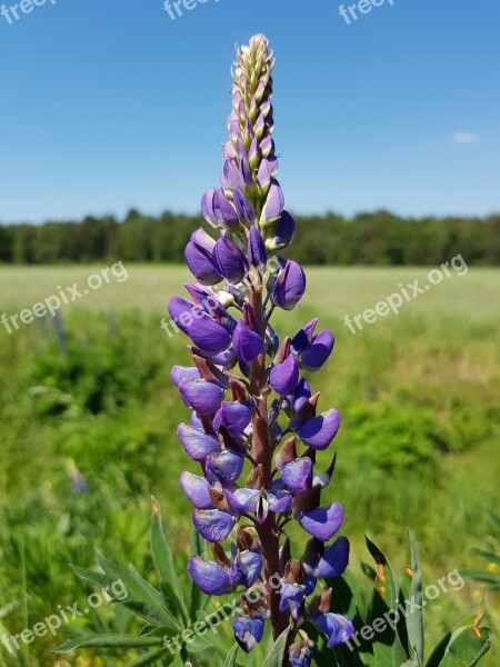 Lupine Out Flower Plant Nature