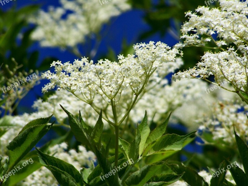 Elderflower White Flower Free Photos