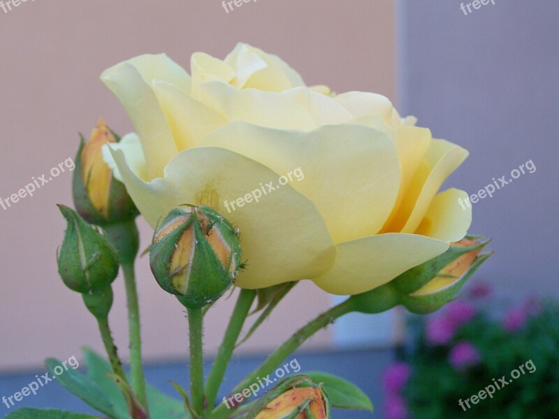 Tea Rose Vanilla Color Summer Flower Free Photos