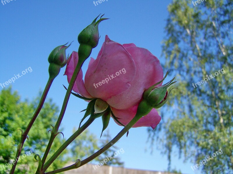 Rose Petals Pink Flower Free Photos