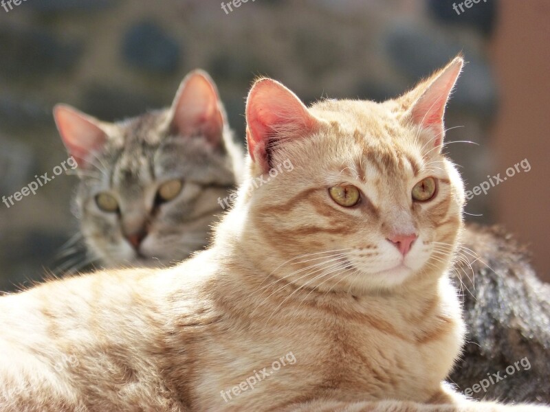 Cats Housecat Couple Free Photos