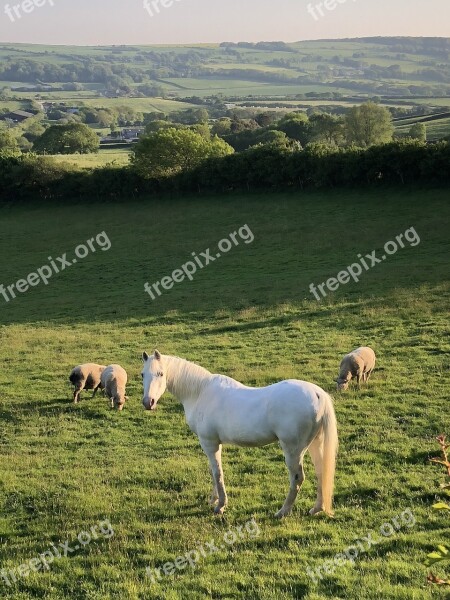 Horse Field Sheep Animal Mammal