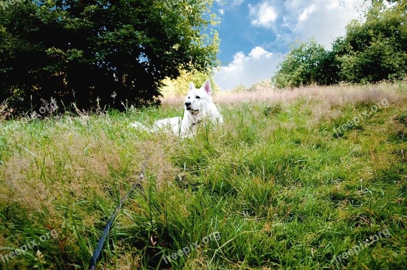 Dog Landscape Nature Meadow Animal