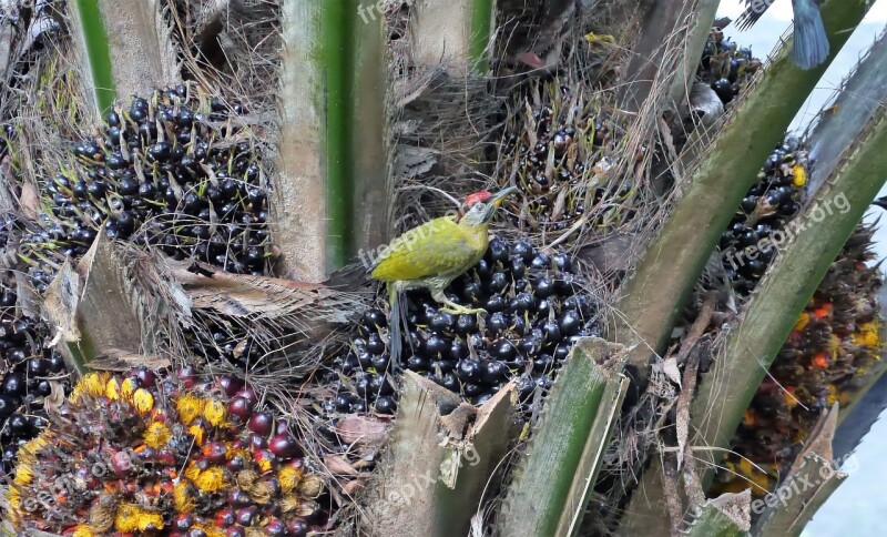 Bird Wild Wildlife Natural Nature