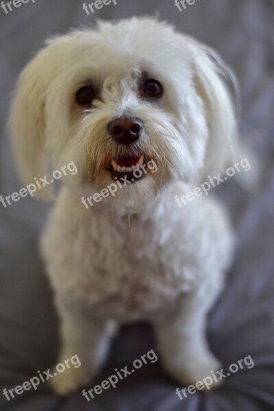 Maltese Poodle Dog Poodle Animal Pet