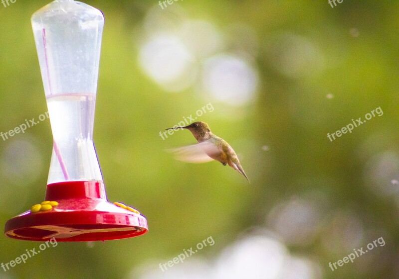 Hummingbird Summer Feeder Nature Bird