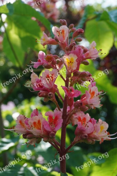 Chestnut Blossom Blossom Bloom Spring Chestnut Tree