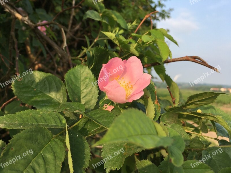 Wild Rose Rose Hip Blossom Bloom Pink