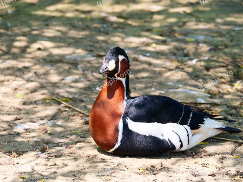 Red Breasted Goose Branta Ruficollis Bird Animal Wildlife