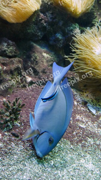 Fish Aquarium Coral Reef Underwater Nature