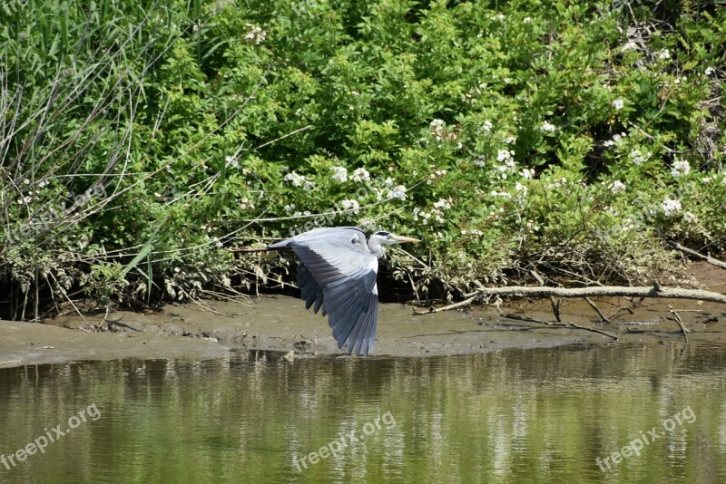 Animal River Wood Green Waterside