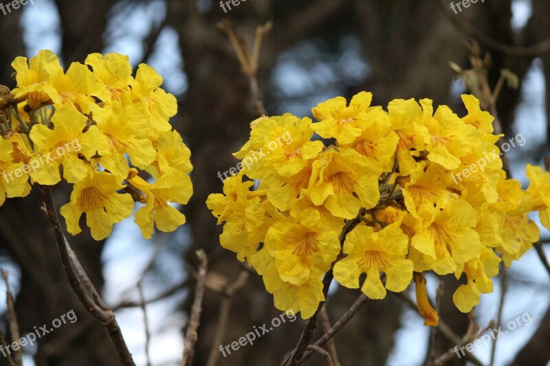 Flowers Ipê Free Photos