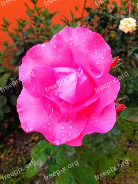 Rosa Garden Pink Pink Flower Pink Roses