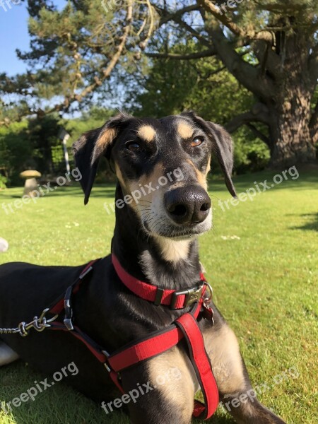 Saluki Dog Canine Animal Breed