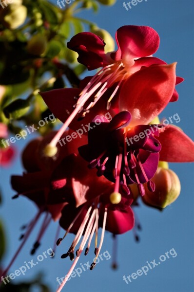 Fuchsia Flower Beauty Colorful Plant