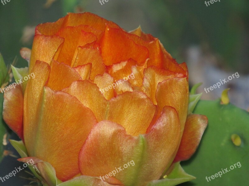 Cactus Flower Orange Floral Free Photos