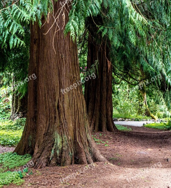 Path Through The Cedars Trees Forest Hike Trail