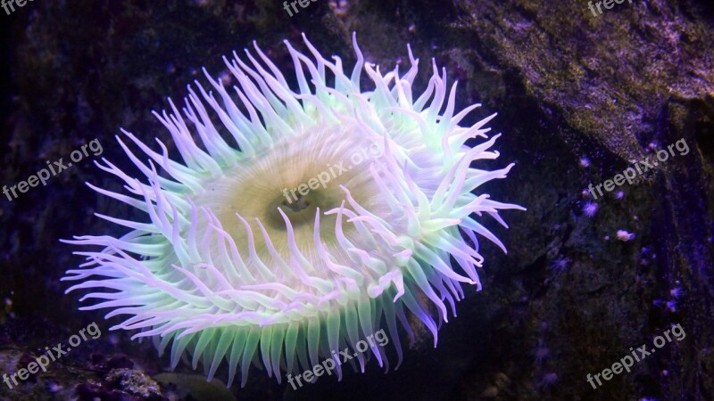 Sea Anemone Coral Reef Creature Nature Aquarium