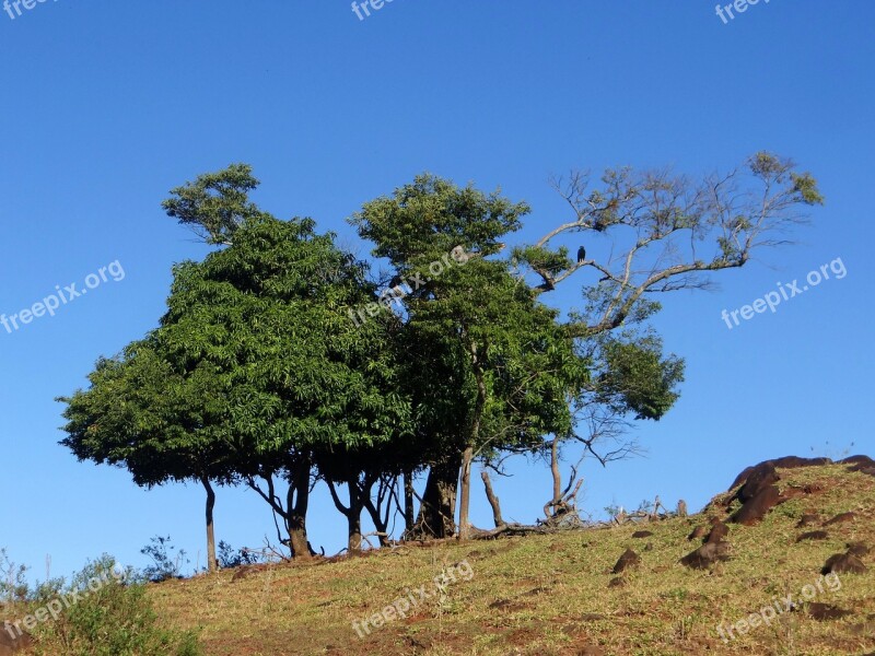 Landscape Tree Vulture Old Tree Nature