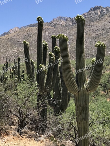 Saguaro Blooming Cactus Desert Arizona