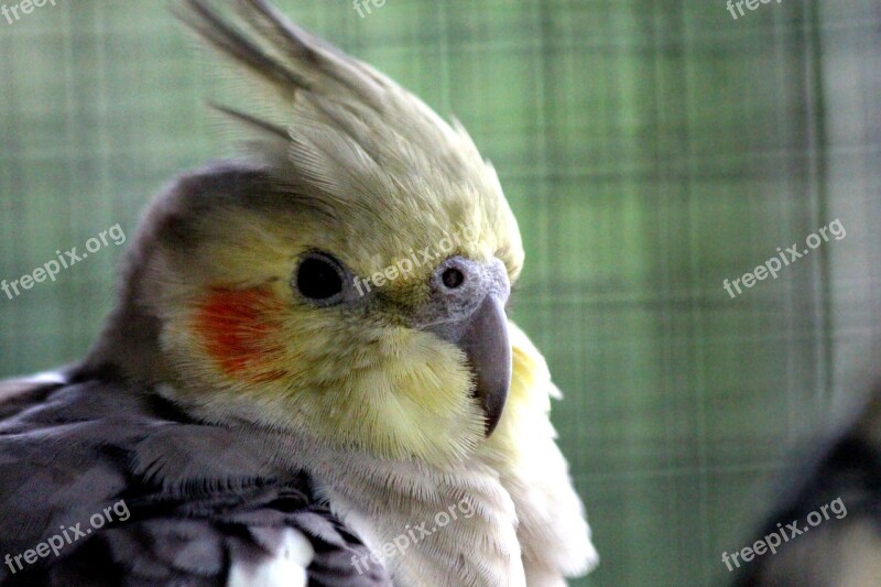 Corella Nymph Nymphicus Hollandicus Parrot Bird