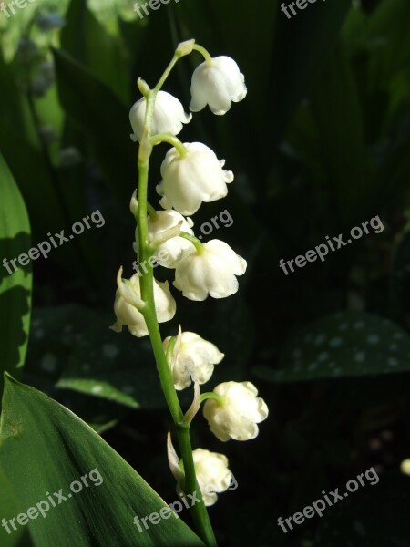 Flowers Lilies Of The Valley Spring Macro Photography Macro