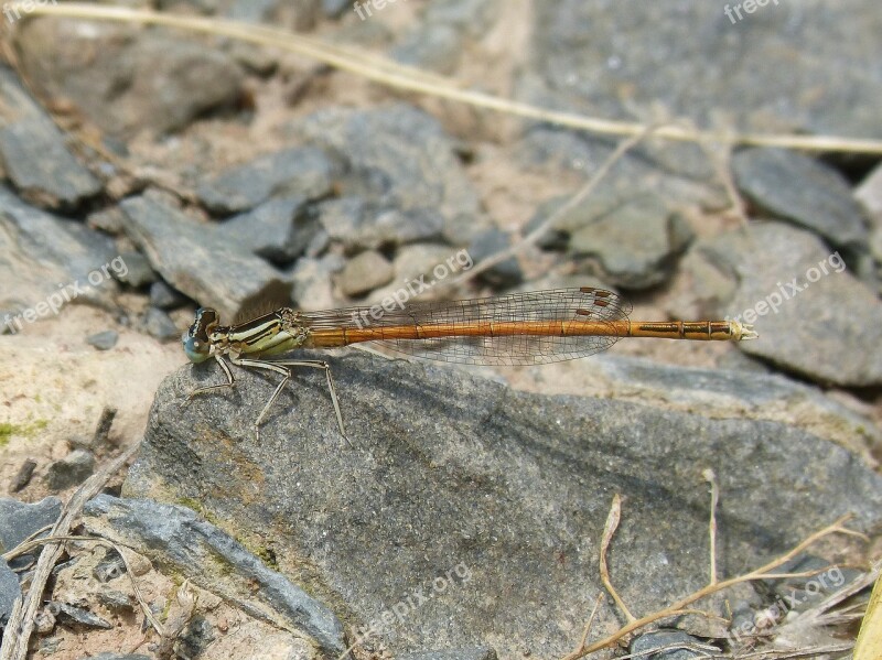 Dragonfly Damselfly Coenagrionidae Platycnemis Acutipennis Free Photos