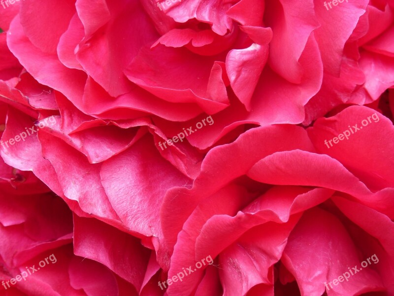 Roses Petals Texture Background Petals Pink