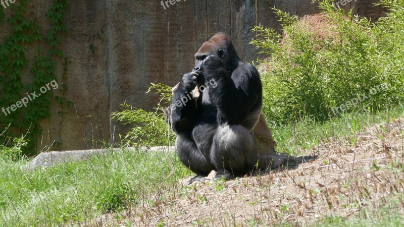 Gorilla Ape Threatened Primates Enclosure