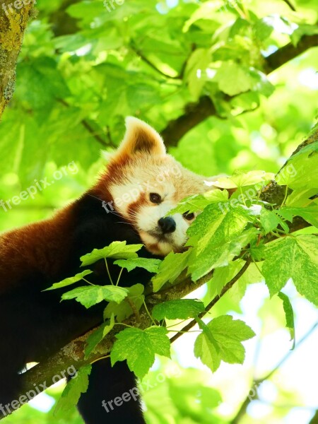 Red Panda Panda Wildlife Animal Bear