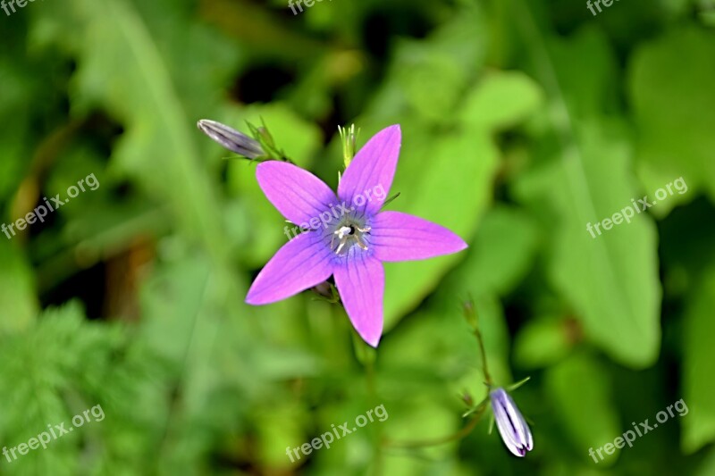 Field Bloom Meadow Free Photos