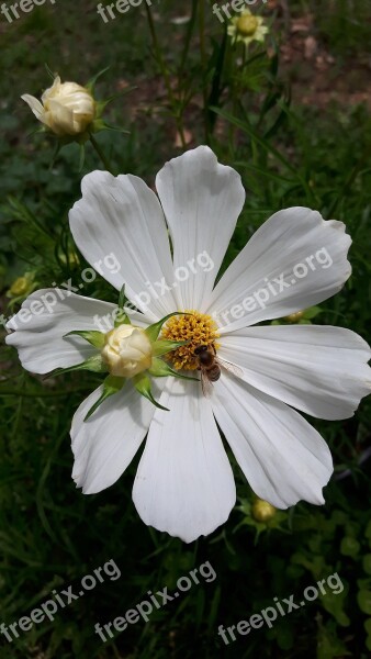 Aster Flower Flower Bee Nature Free Photos