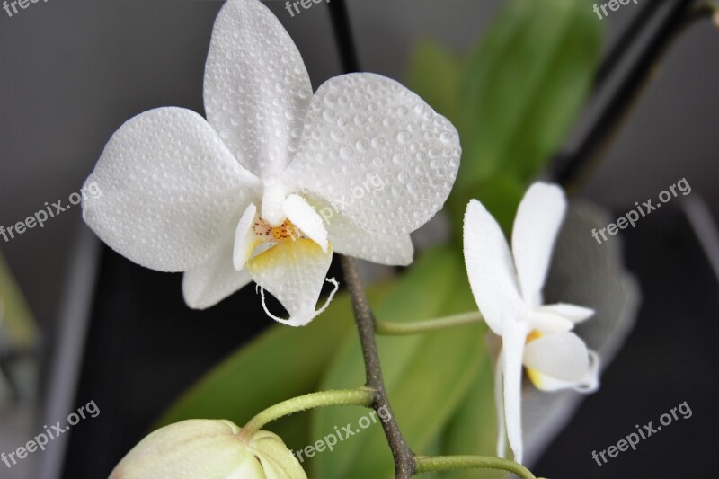 Flowers Nature Flower Flower Orchid Free Photos