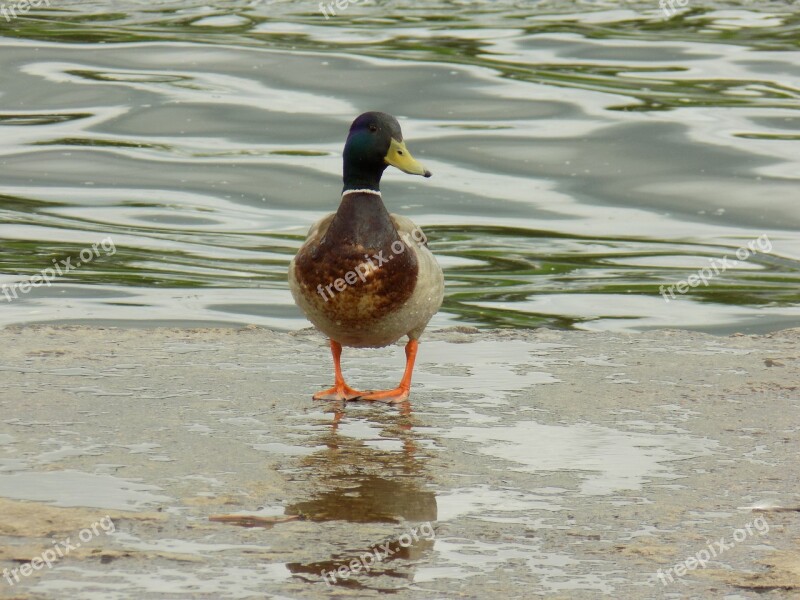 Duck River Wild Duck Closeup Water