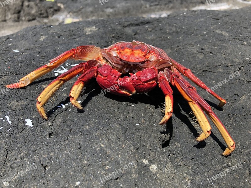 Crab Beach Water Sea Animal