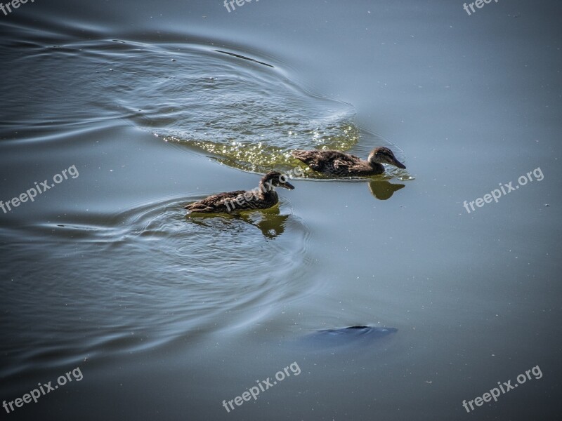 Water-level Ducks Fish Nature Water Bird